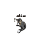 moneycat（個別スタンプ：28）