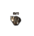 moneycat（個別スタンプ：30）