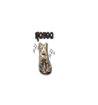 moneycat（個別スタンプ：32）