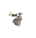 moneycat（個別スタンプ：34）