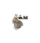 moneycat（個別スタンプ：35）