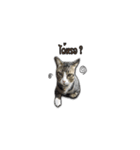moneycat（個別スタンプ：36）