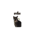 moneycat（個別スタンプ：37）
