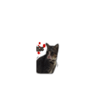 moneycat（個別スタンプ：38）