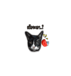 moneycat（個別スタンプ：40）