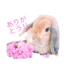 みるきー（うさぎ）の日常（リアル写真）（個別スタンプ：3）