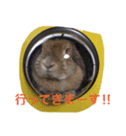 みるきー（うさぎ）の日常（リアル写真）（個別スタンプ：4）