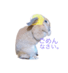 みるきー（うさぎ）の日常（リアル写真）（個別スタンプ：5）