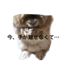 みるきー（うさぎ）の日常（リアル写真）（個別スタンプ：6）