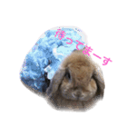 みるきー（うさぎ）の日常（リアル写真）（個別スタンプ：10）