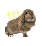 みるきー（うさぎ）の日常（リアル写真）（個別スタンプ：14）
