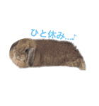 みるきー（うさぎ）の日常（リアル写真）（個別スタンプ：15）