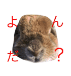 みるきー（うさぎ）の日常（リアル写真）（個別スタンプ：16）