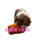 ころころんの日常2（個別スタンプ：1）