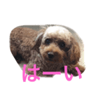 ころころんの日常2（個別スタンプ：2）