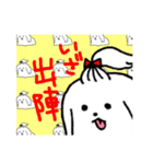 ふさふさのマルチーズ（個別スタンプ：16）