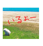 トイプードルの”こいも”（個別スタンプ：3）