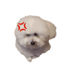 トイプードルの”こいも”（個別スタンプ：8）
