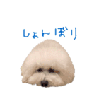 トイプードルの”こいも”（個別スタンプ：11）