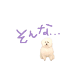 トイプードルの”こいも”（個別スタンプ：12）
