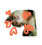 ハマネコ家の猫たち（個別スタンプ：1）