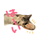 ハマネコ家の猫たち（個別スタンプ：2）
