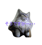 ハマネコ家の猫たち（個別スタンプ：4）