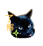 ハマネコ家の猫たち（個別スタンプ：5）