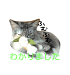 ハマネコ家の猫たち（個別スタンプ：6）