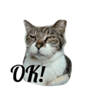 ハマネコ家の猫たち（個別スタンプ：7）