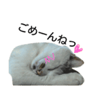 ハマネコ家の猫たち（個別スタンプ：8）