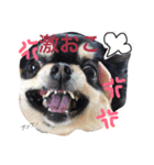 黒チワワ あずきちゃん（個別スタンプ：1）