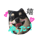 黒チワワ あずきちゃん（個別スタンプ：3）