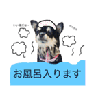 黒チワワ あずきちゃん（個別スタンプ：4）