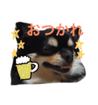 黒チワワ あずきちゃん（個別スタンプ：5）