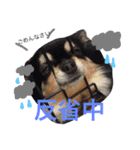 黒チワワ あずきちゃん（個別スタンプ：6）