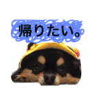 黒チワワ あずきちゃん（個別スタンプ：7）