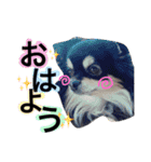 黒チワワ あずきちゃん（個別スタンプ：10）