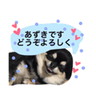 黒チワワ あずきちゃん（個別スタンプ：11）
