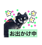 黒チワワ あずきちゃん（個別スタンプ：14）