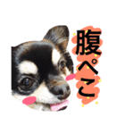 黒チワワ あずきちゃん（個別スタンプ：16）