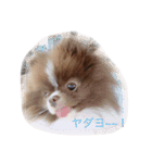 可愛いいろは（個別スタンプ：12）