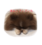 可愛いいろは（個別スタンプ：16）