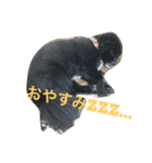 うちのピポちゃん（個別スタンプ：3）