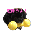 うちのピポちゃん（個別スタンプ：4）