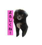 うちのピポちゃん（個別スタンプ：6）