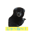 うちのピポちゃん（個別スタンプ：8）