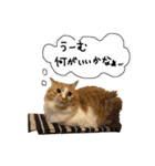 我が家のあめさんスタンプ（個別スタンプ：14）