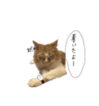 我が家のあめさんスタンプ（個別スタンプ：15）