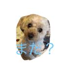 てぃー坊2（個別スタンプ：15）